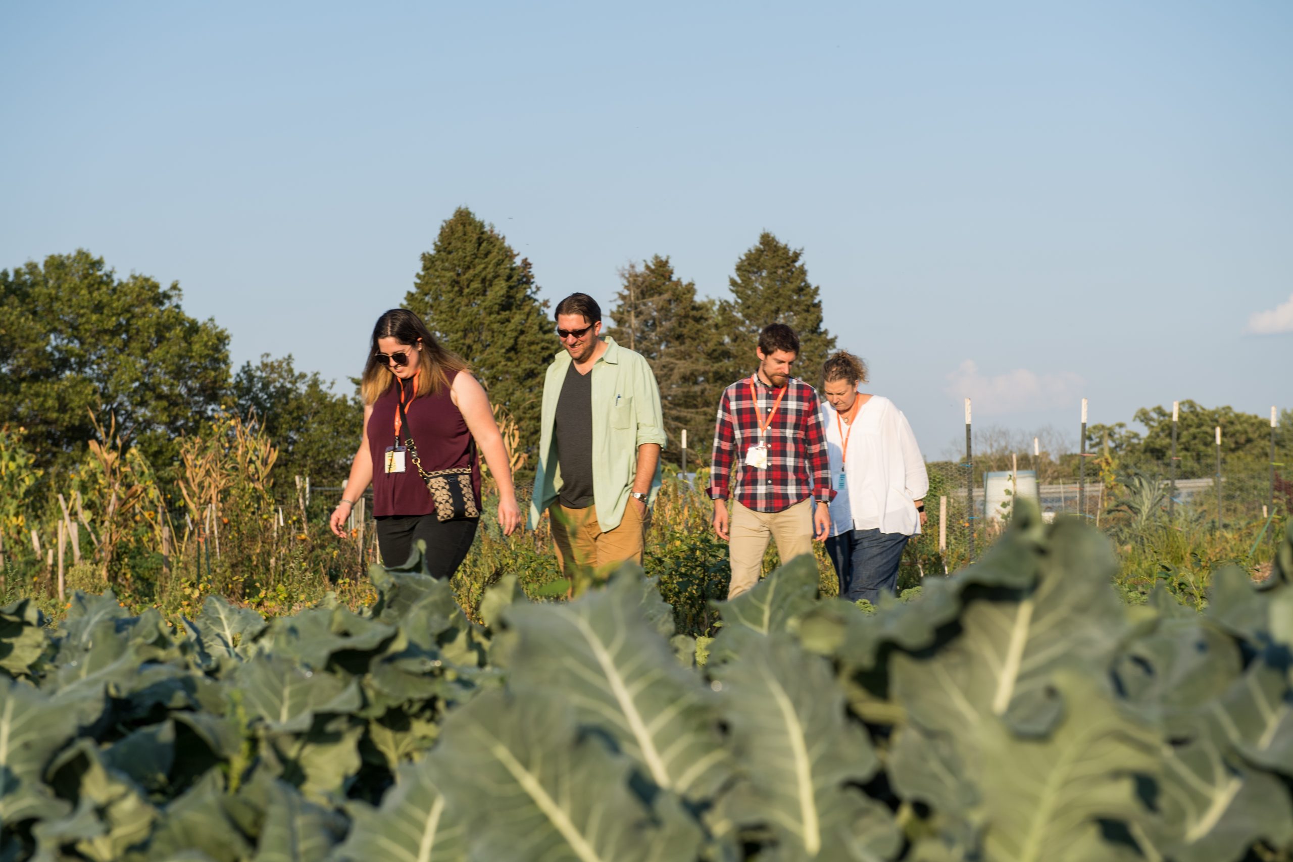 University of Michigan staff walking through a field of produce at the UM Campus Farm.
